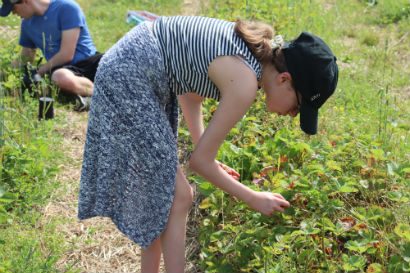 A girl picking strawberries