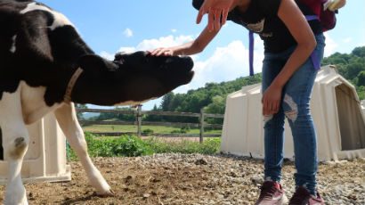 A girl petting a cow